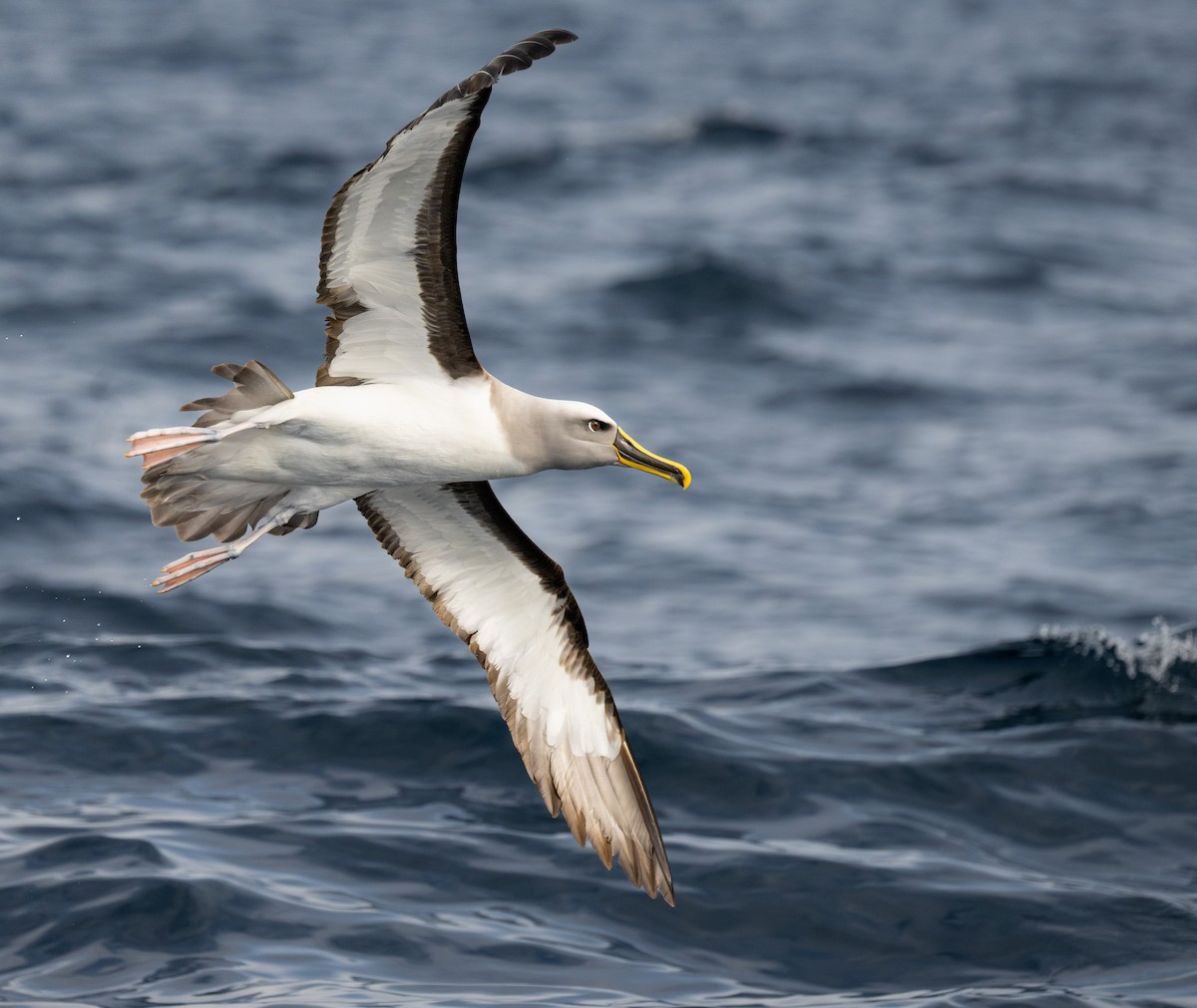 Buller's Albatross - David Southall