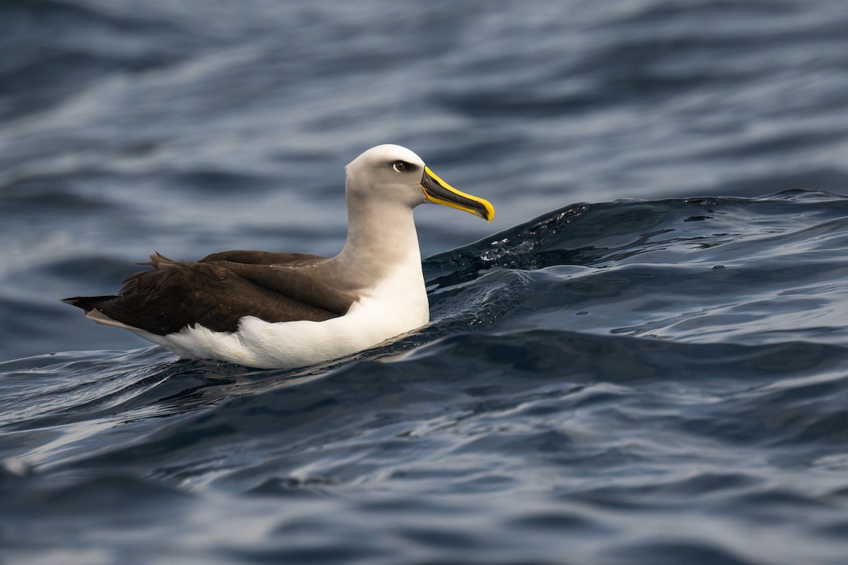 Buller's Albatross - David Southall