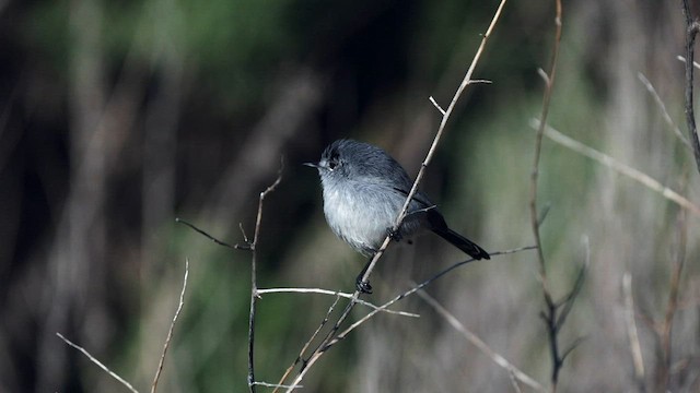 California Gnatcatcher - ML595601521