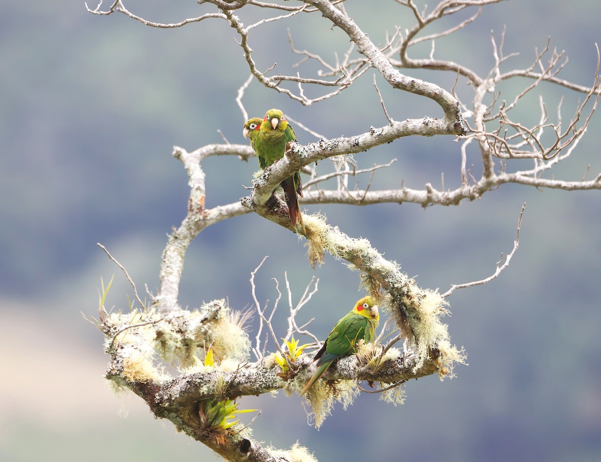 Sulphur-winged Parakeet - Jeisson Figueroa Sandi