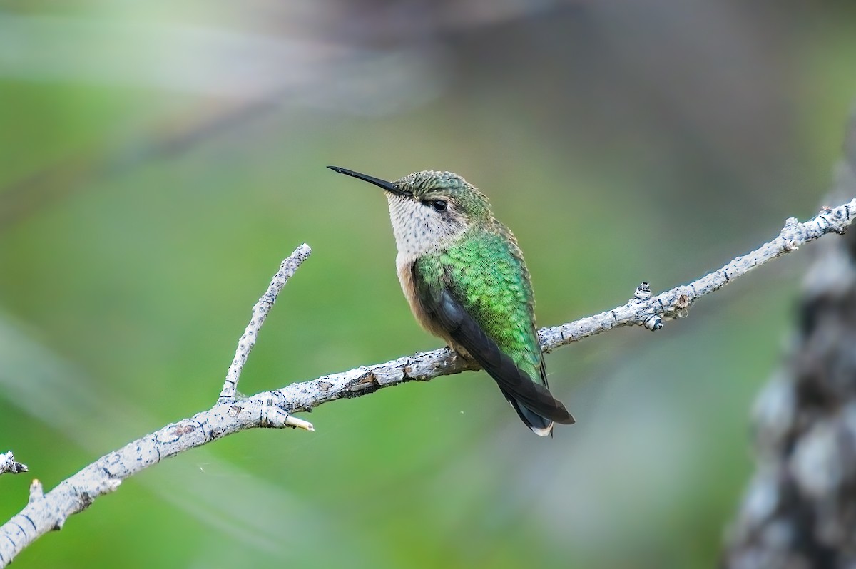 Colibrí Calíope - ML595601731