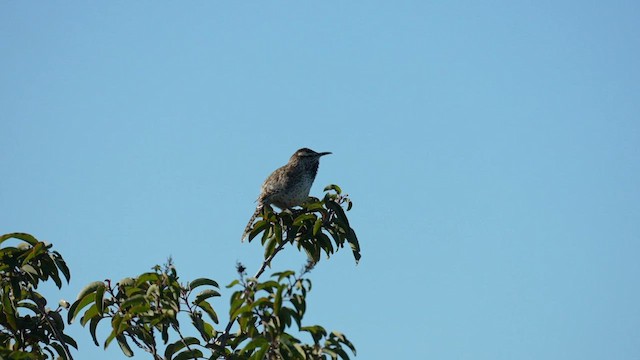 Cactus Wren - ML595601811