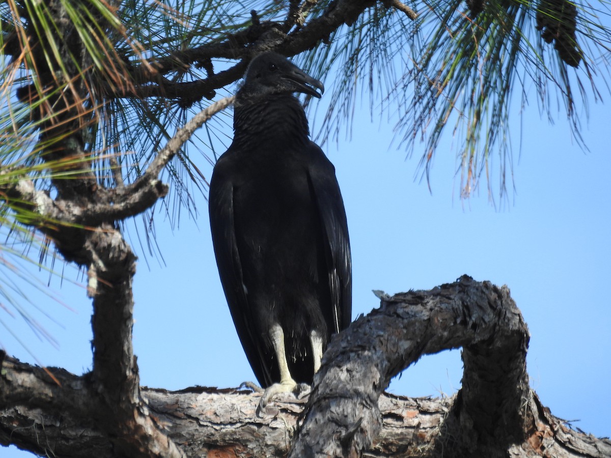 Black Vulture - ML595602591