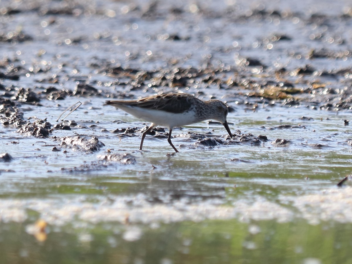 Semipalmated Sandpiper - Alta Tanner