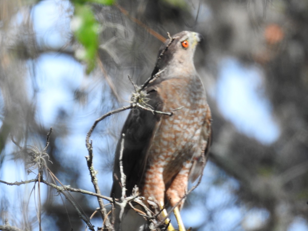 Cooper's Hawk - ML595602741