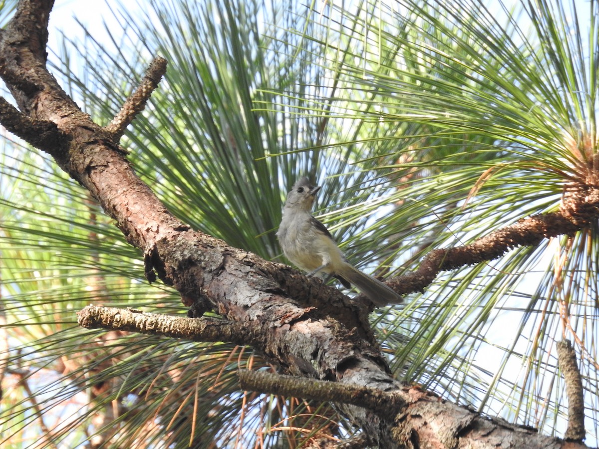 Tufted Titmouse - ML595602961