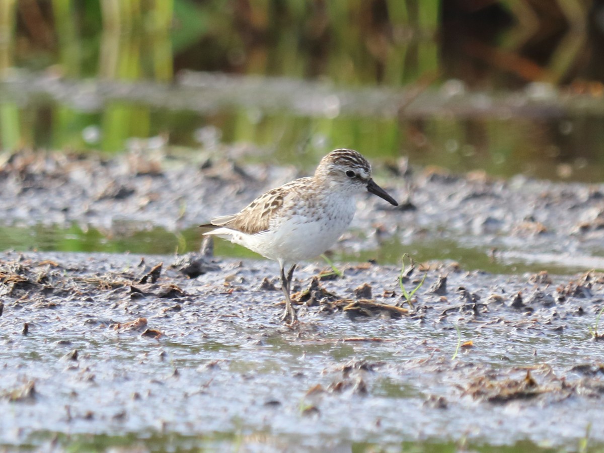 Semipalmated Sandpiper - Alta Tanner