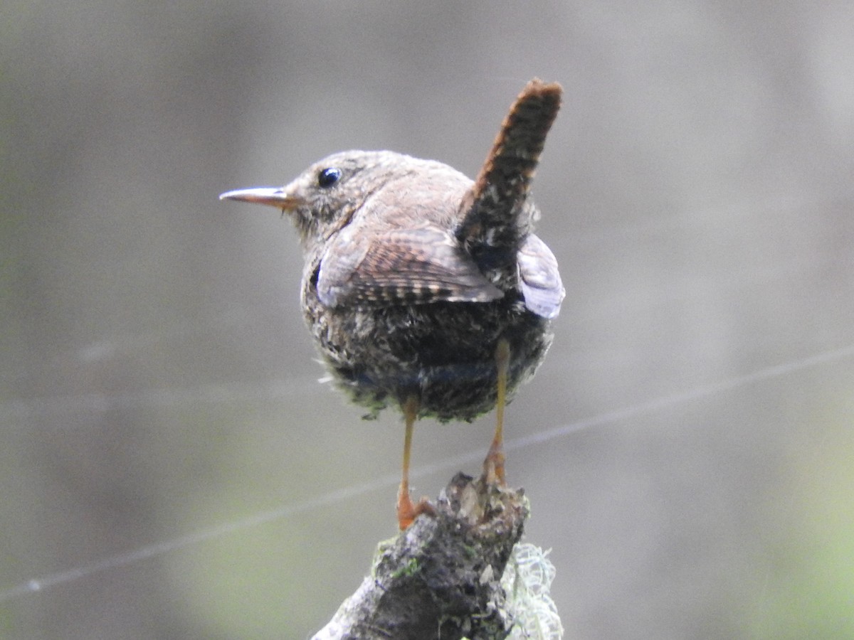 Pacific Wren - ML595605231