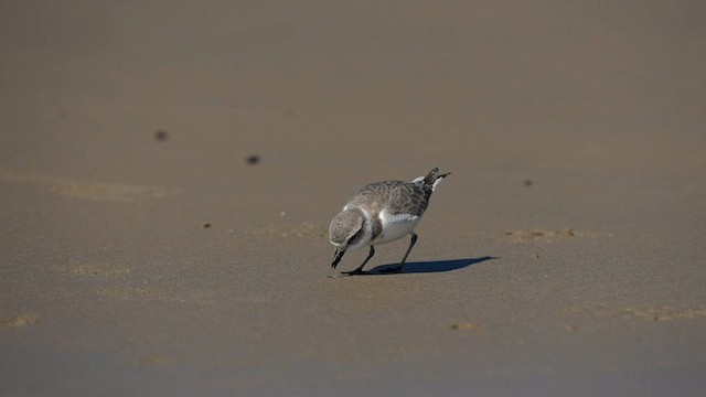 Snowy Plover - ML595605241