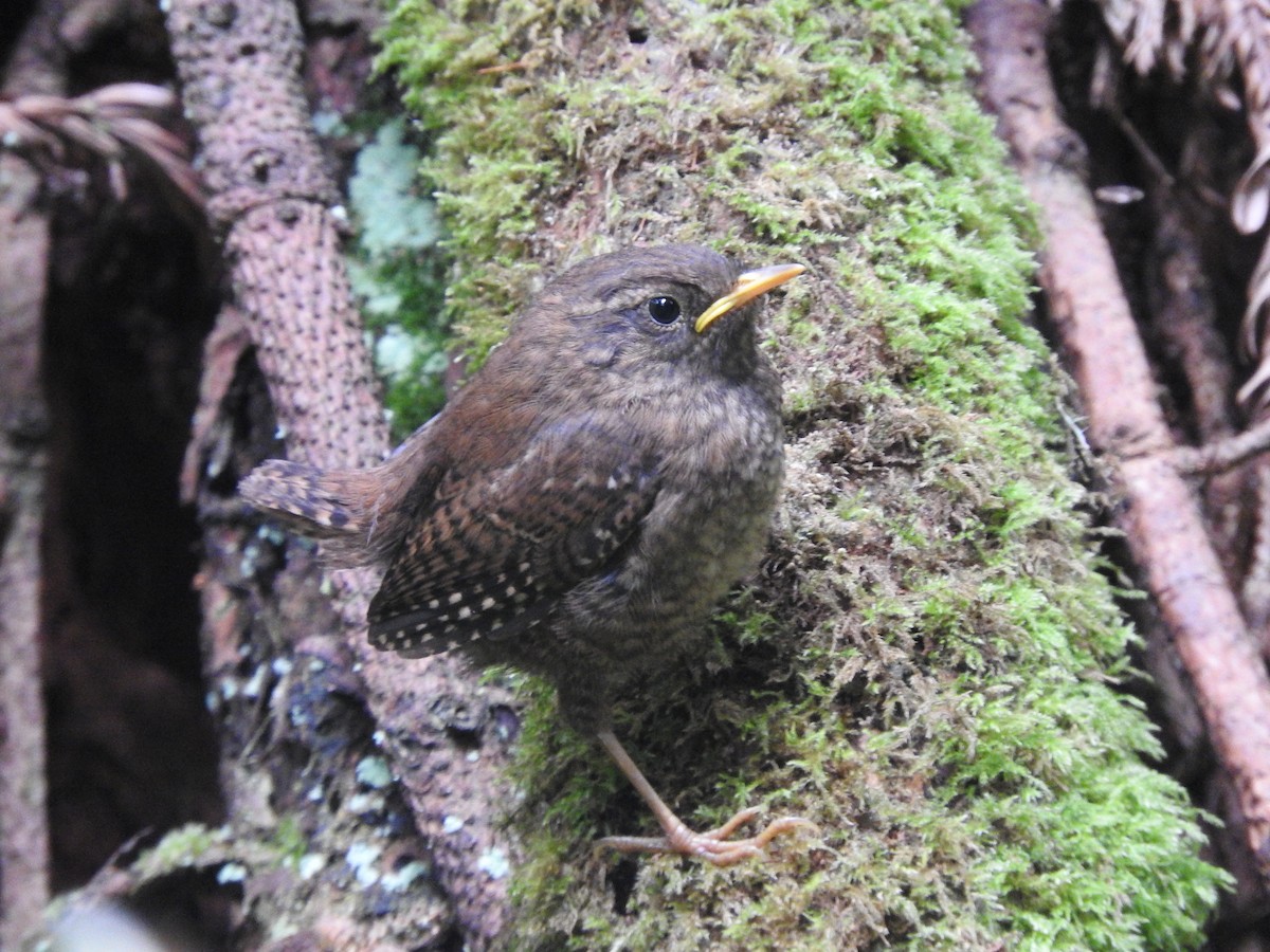 Pacific Wren - ML595605391