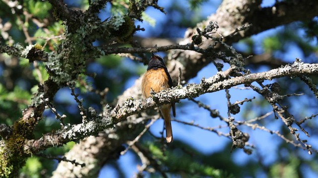 Daurian Redstart - ML595605451