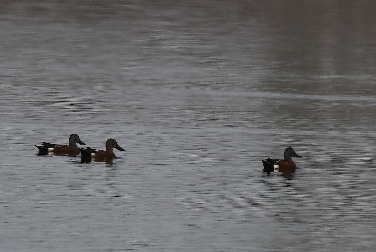 Australasian Shoveler - ML59560601