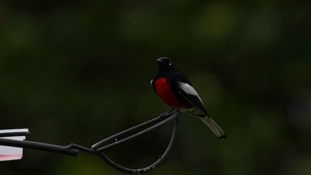 Painted Redstart - ML595606081