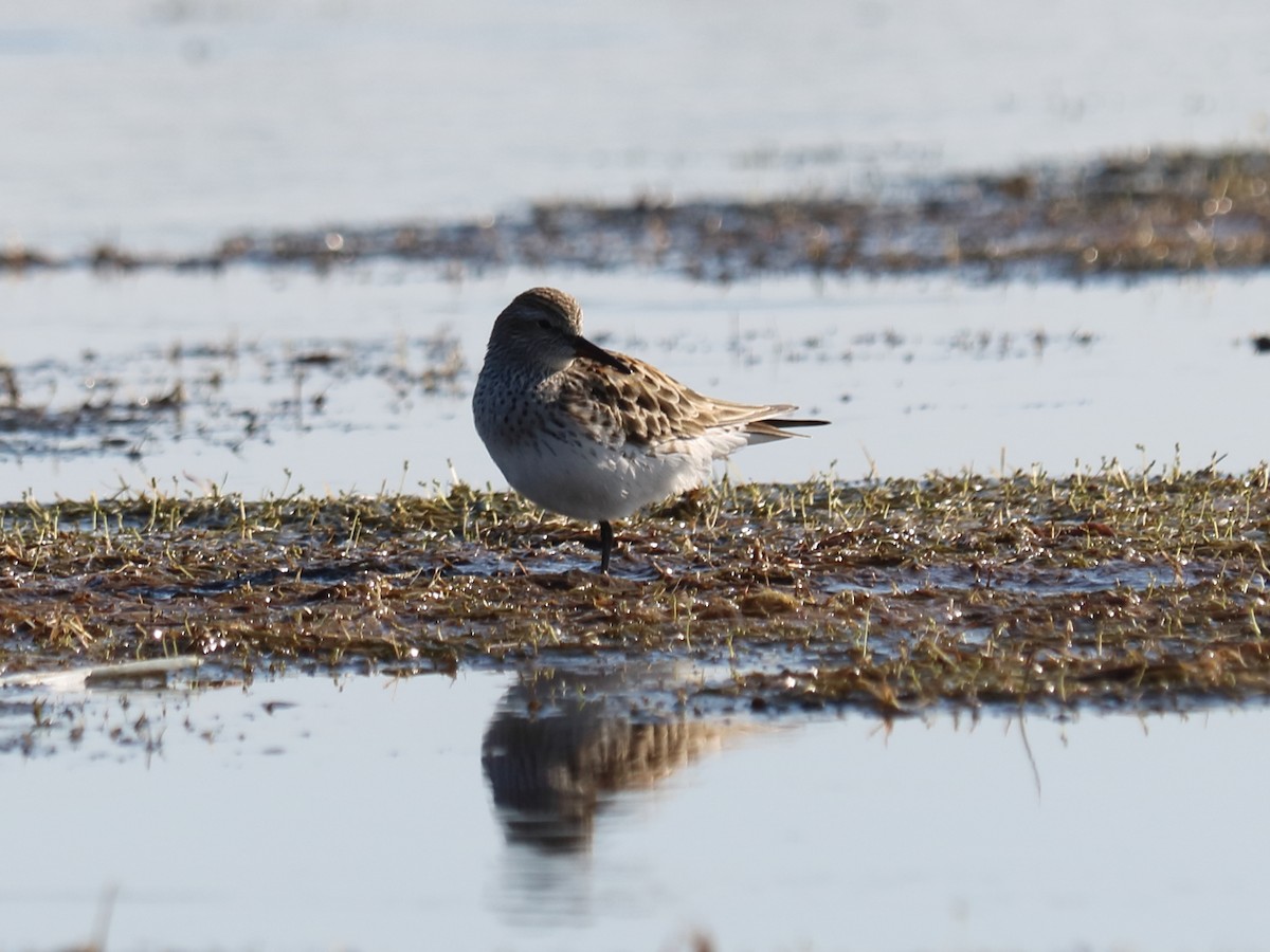 White-rumped Sandpiper - ML59560621