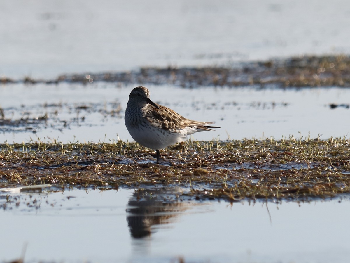 White-rumped Sandpiper - ML59560631