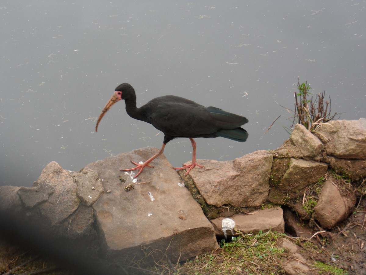 ibis tmavý - ML595606591
