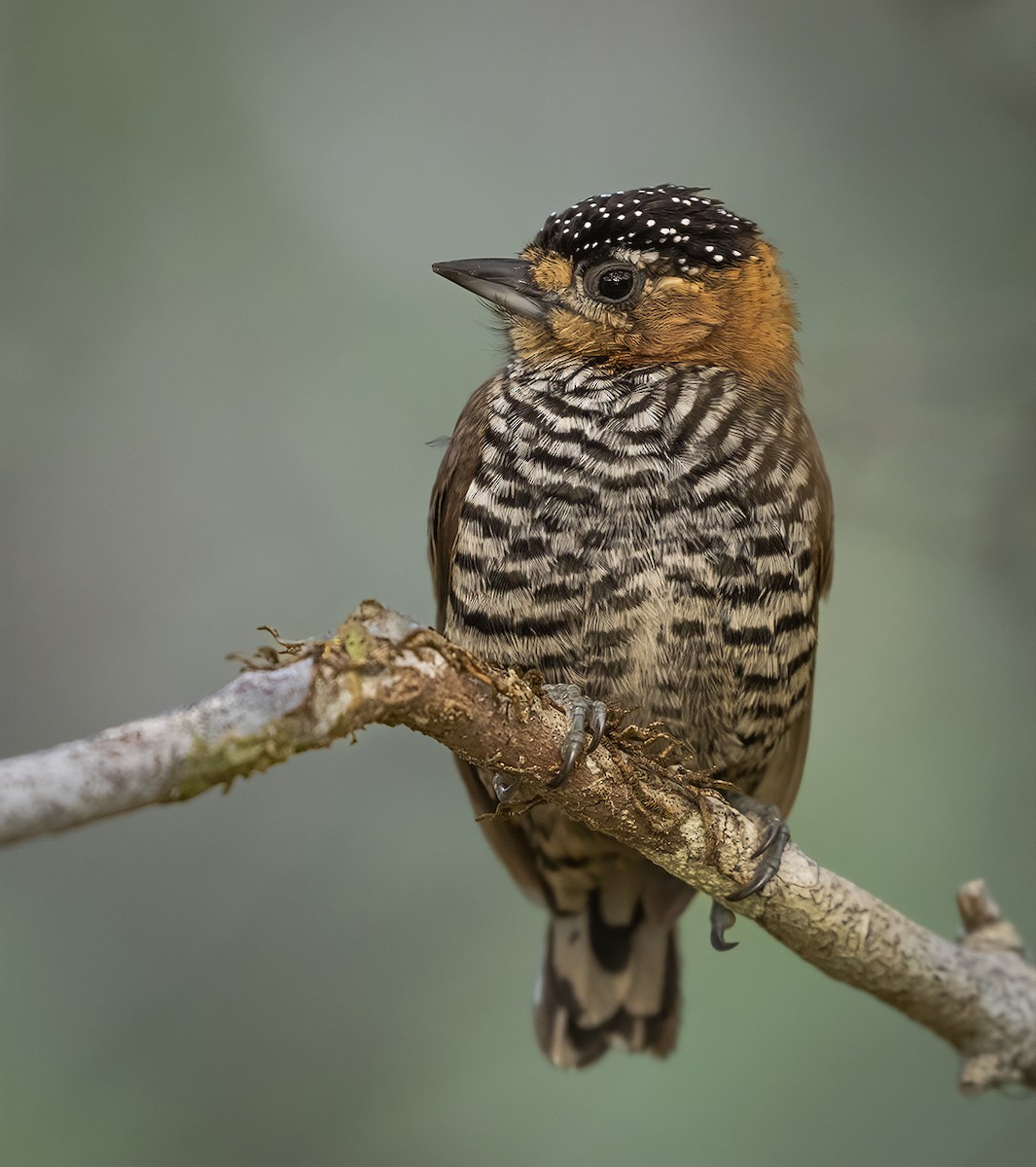 Ochre-collared Piculet - ML595607271