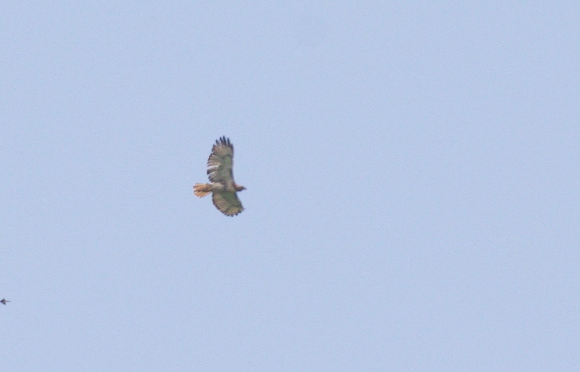 Red-tailed Hawk - ML595607771