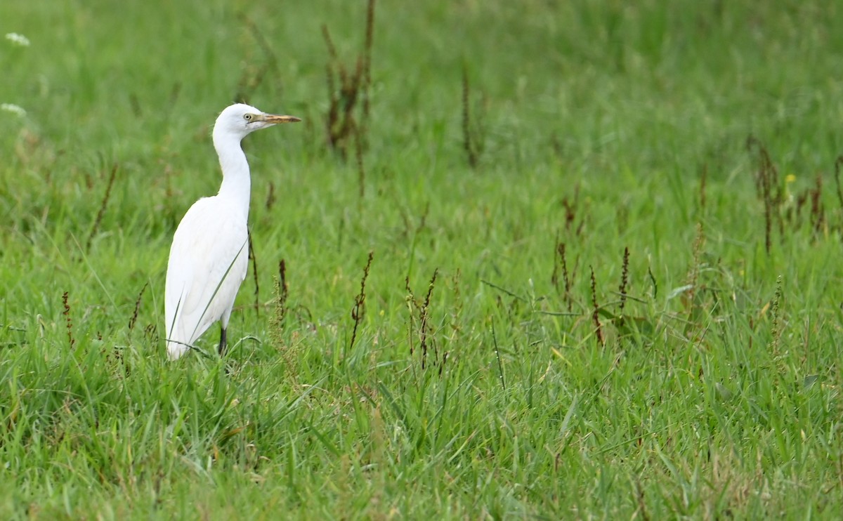 Western Cattle-Egret - Rob Bielawski