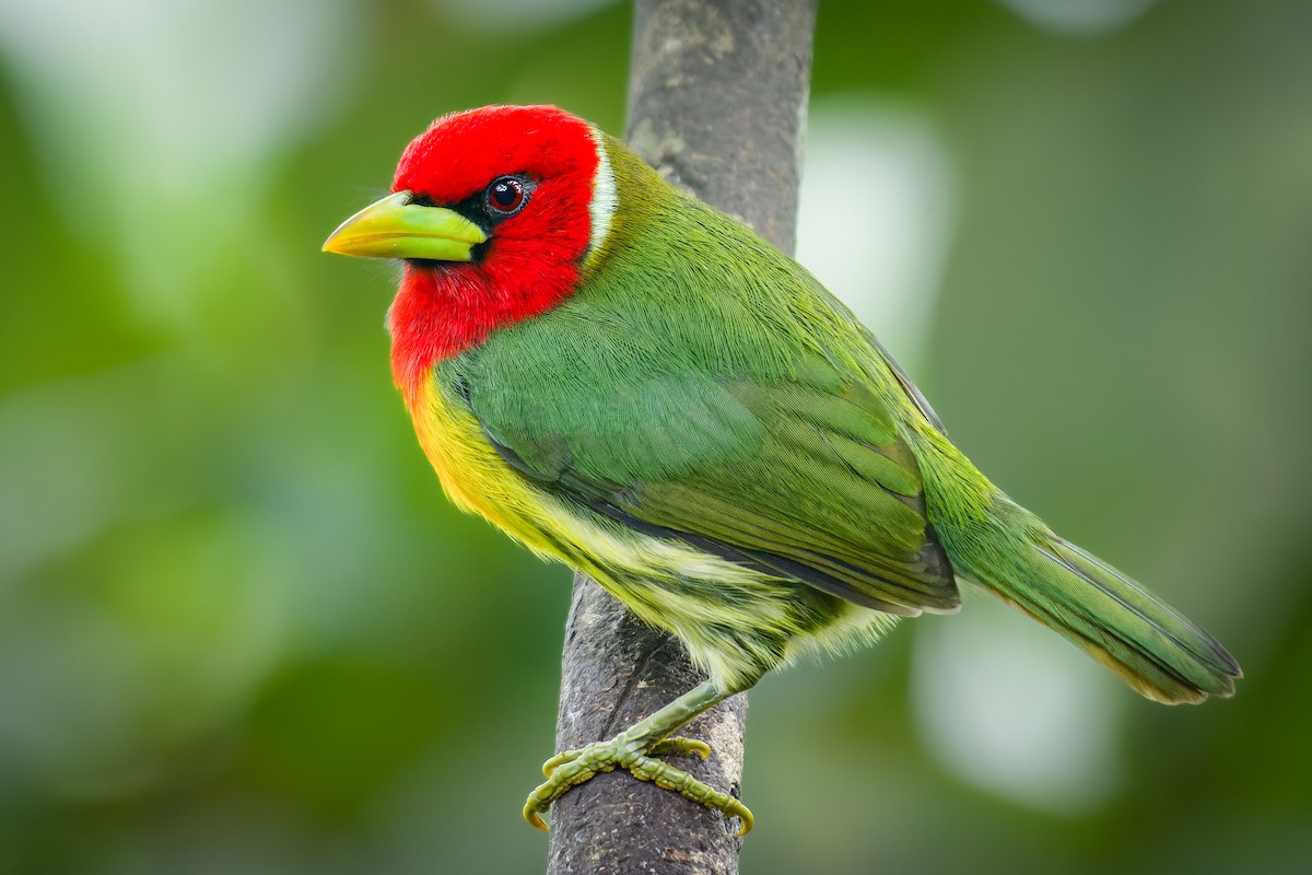 Red-headed Barbet - ML595608931