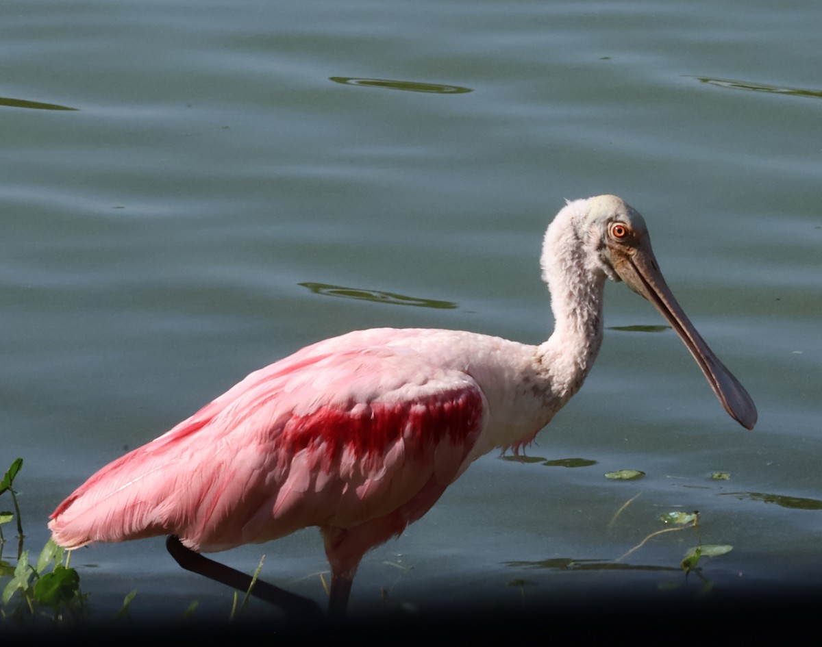 Roseate Spoonbill - ML595609321