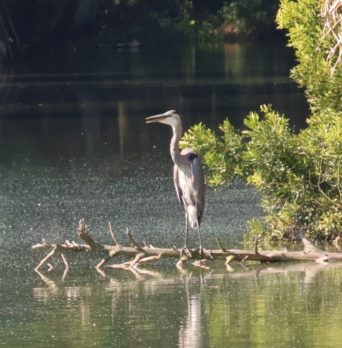 Great Blue Heron - ML595609381