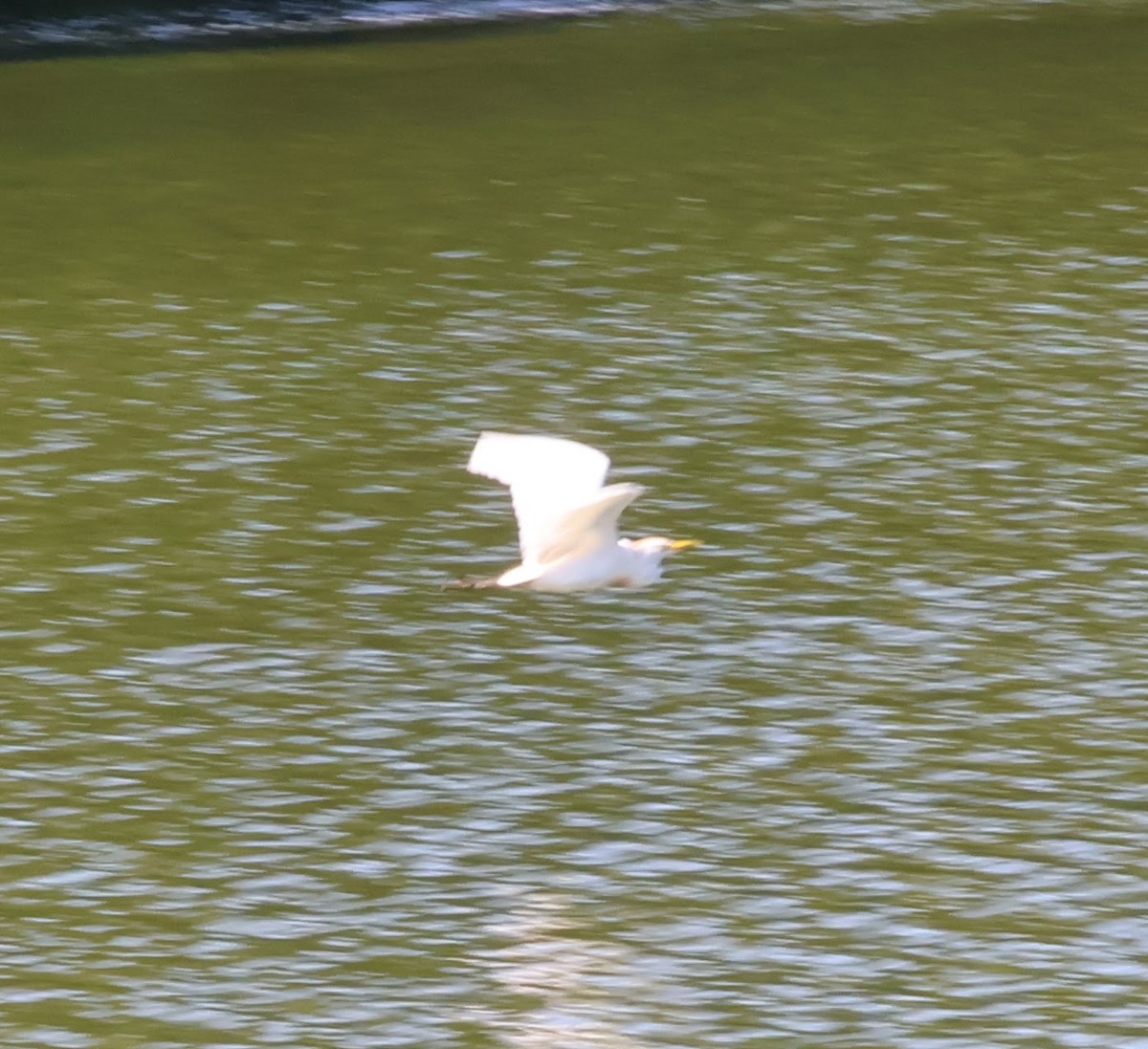 Western Cattle-Egret - ML595609461