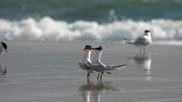 Elegant Tern - ML595609631