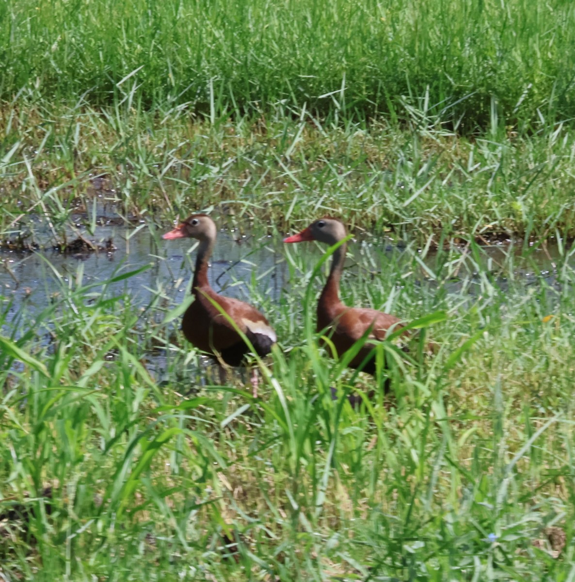 Black-bellied Whistling-Duck - ML595609721