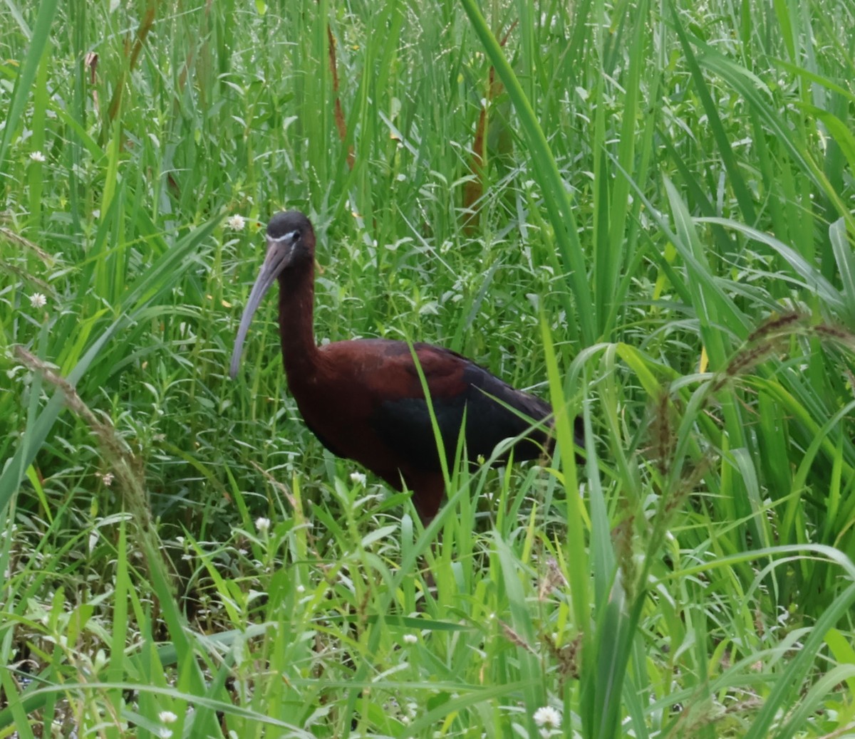 Glossy Ibis - ML595610141