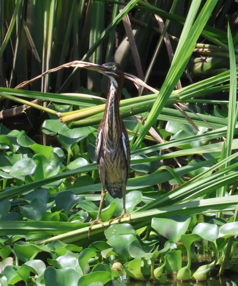 Green Heron - ML595610271