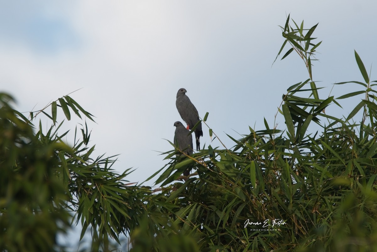 Crane Hawk - ML595610581