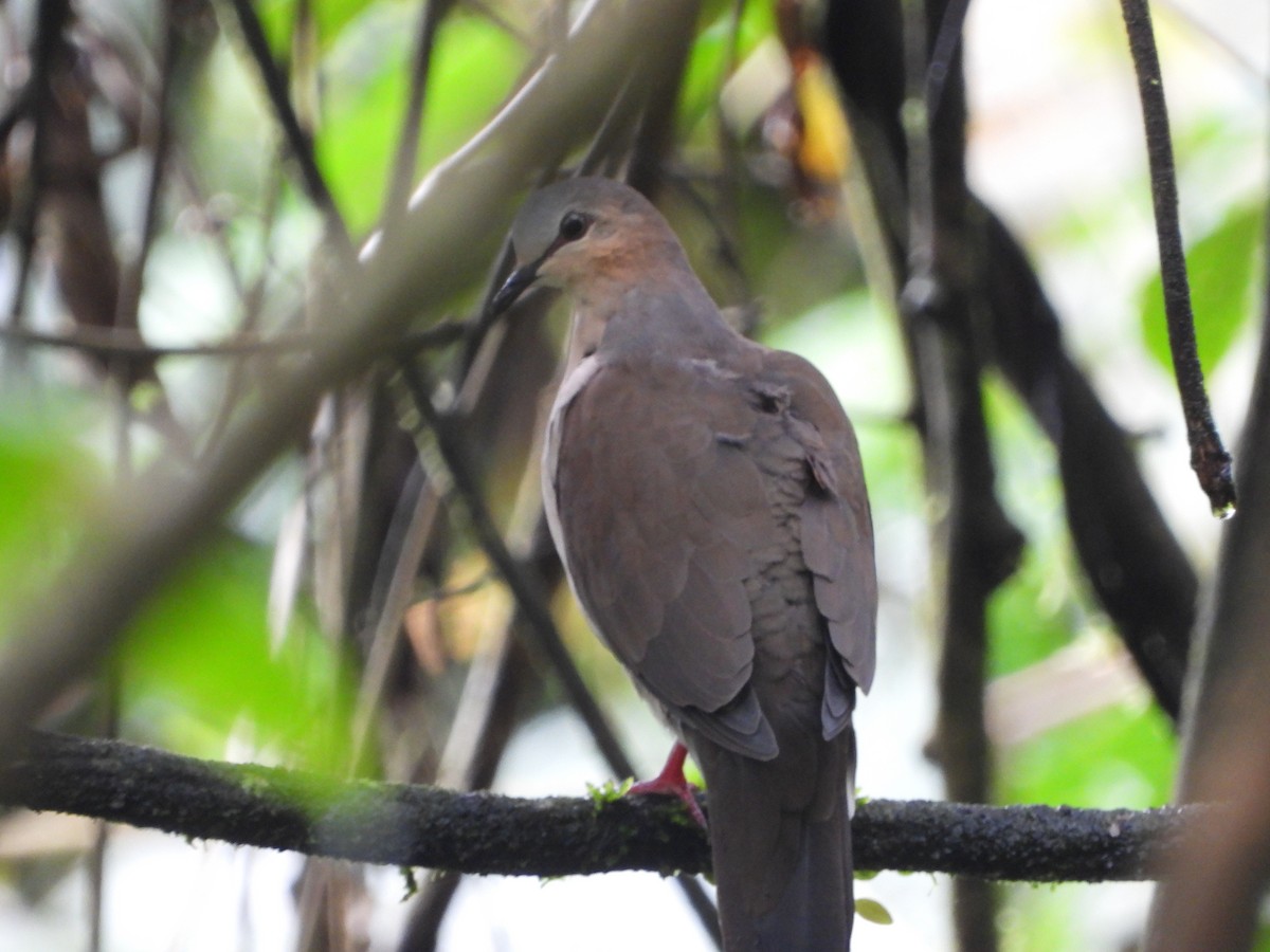 Gray-fronted Dove - ML595611141