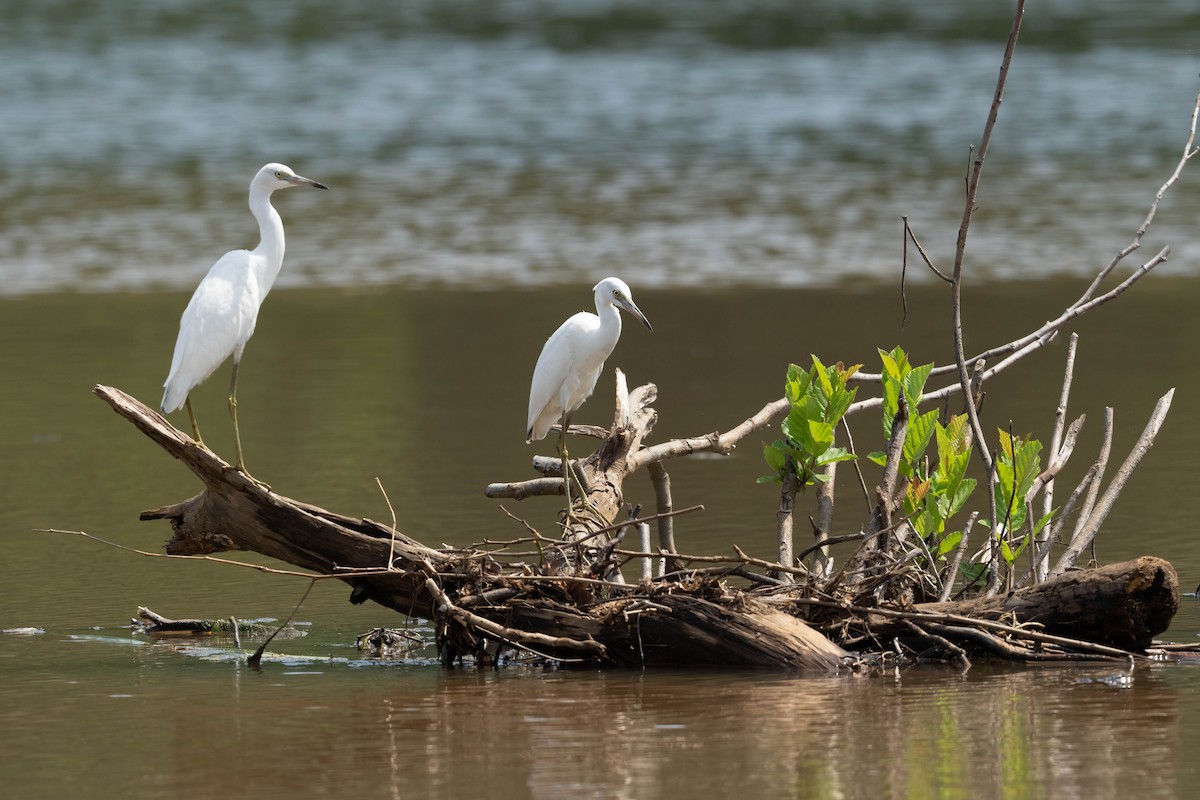 Little Blue Heron - ML595611741