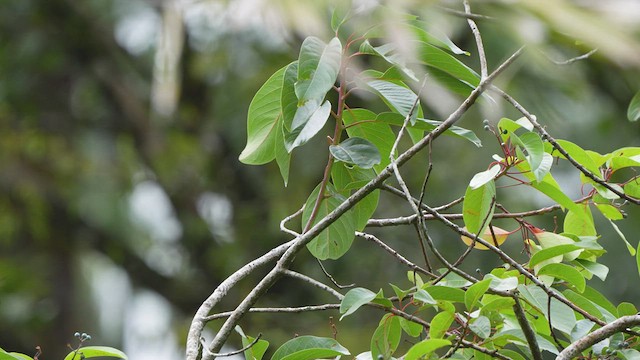 Lovely Cotinga - ML595612761