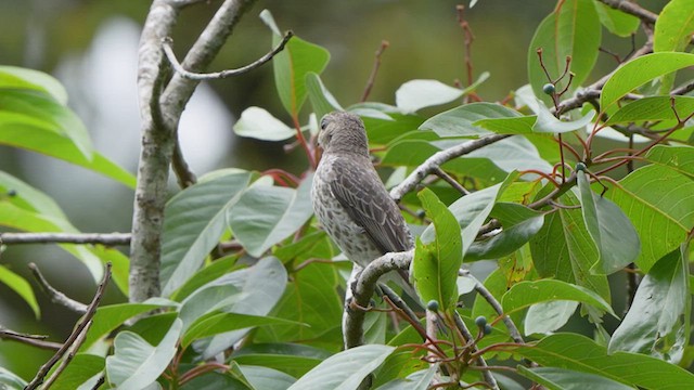 Lovely Cotinga - ML595612771