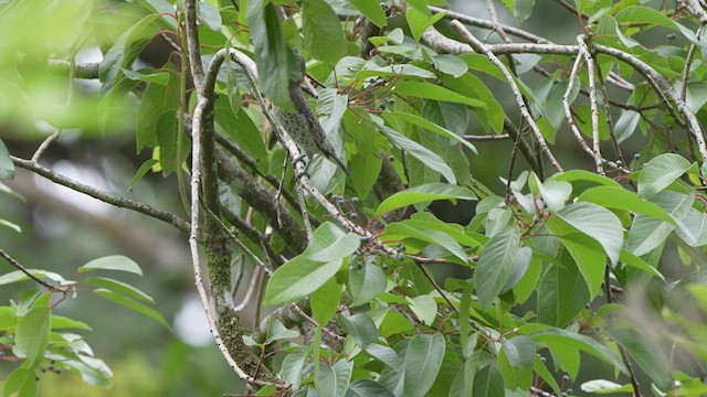 Lovely Cotinga - ML595612791