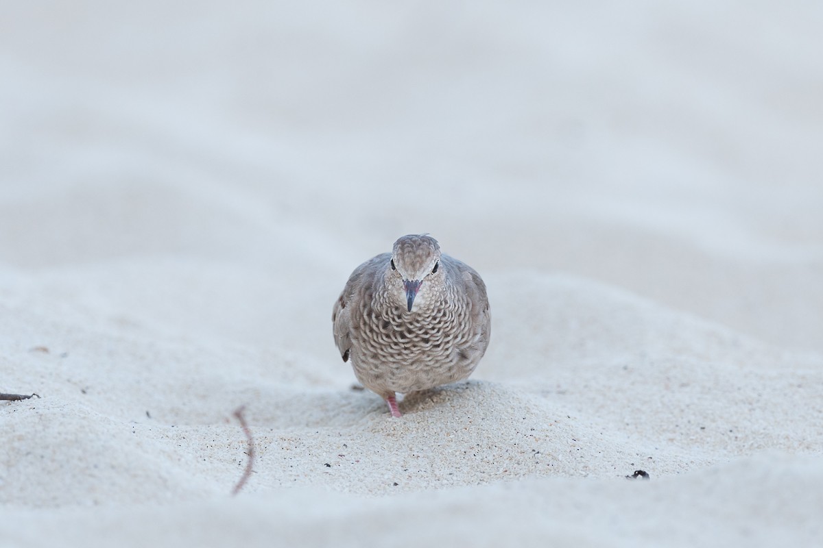 Common Ground Dove - Luis Guillermo