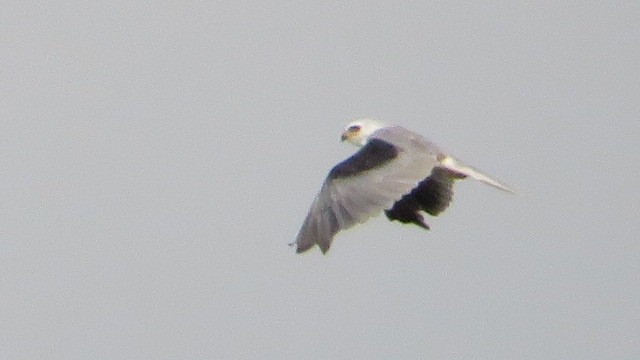 White-tailed Kite - ML595612971