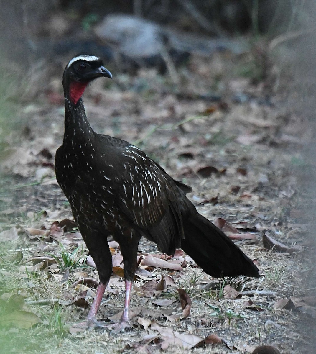 White-browed Guan - ML595613921