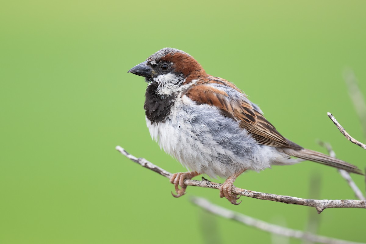 House Sparrow - ML595616111