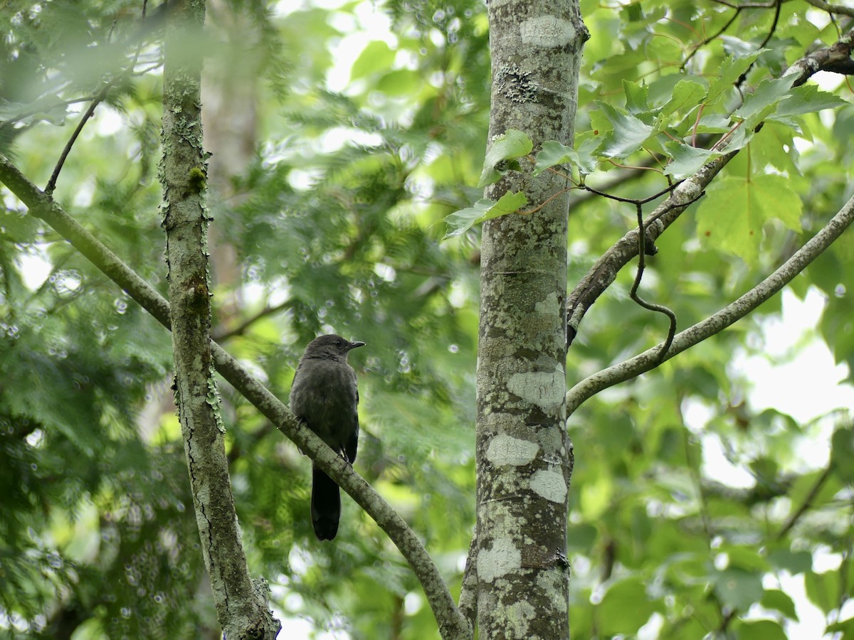 Gray Catbird - ML595617671
