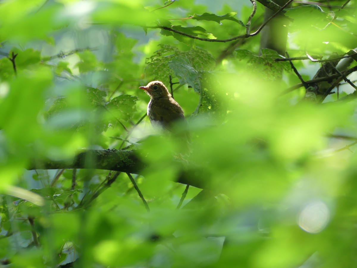 Veery - ML595617801