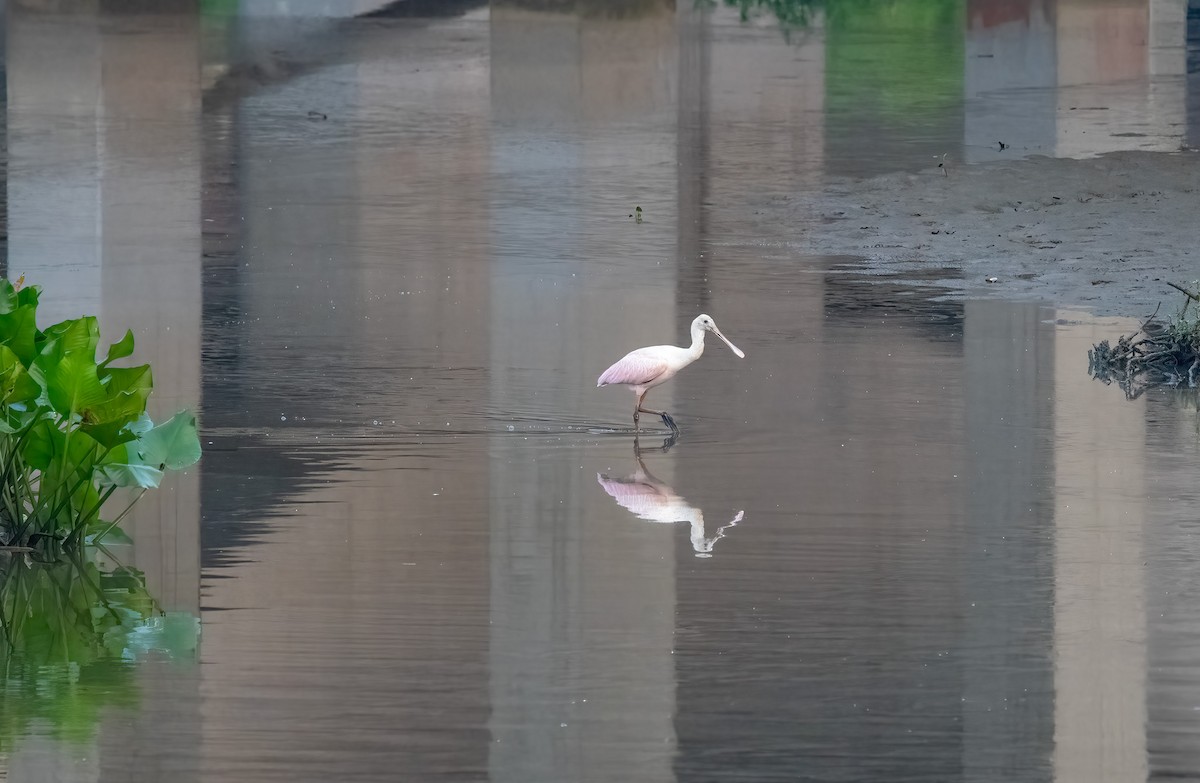 Roseate Spoonbill - ML595618181