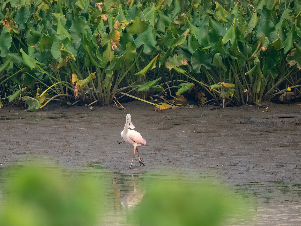 Roseate Spoonbill - ML595618191