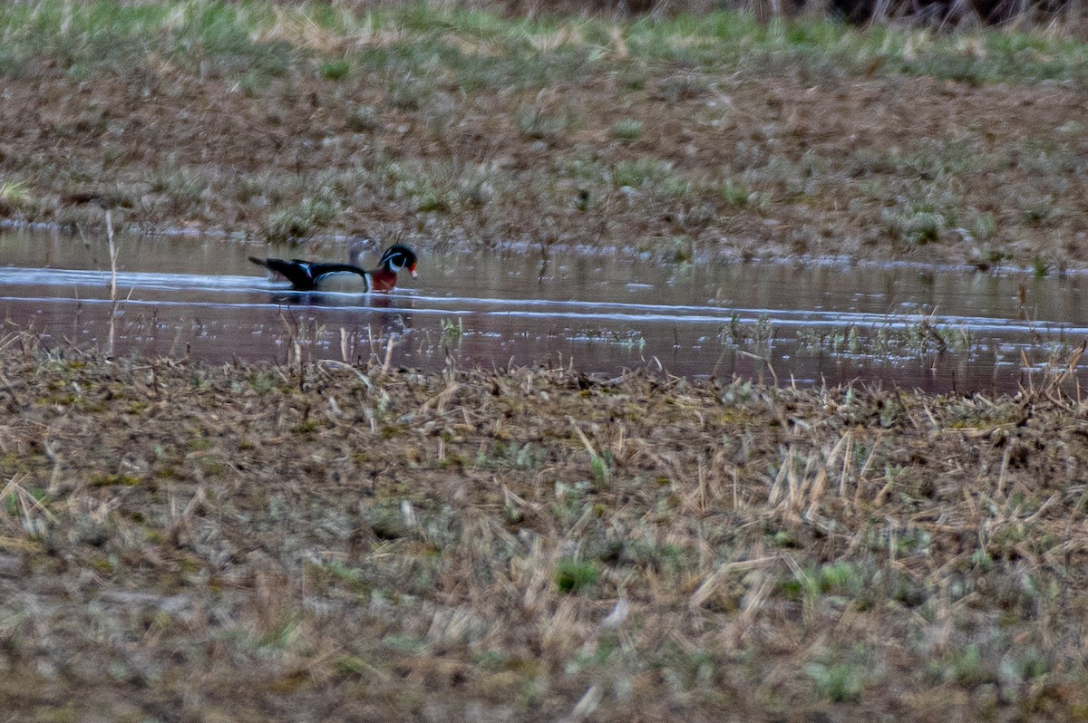 Wood Duck - ML595618221