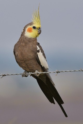 The cockatiel talks and sings! - YouTube
