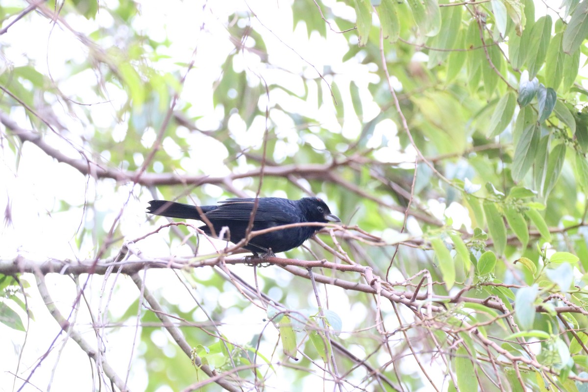 Ruby-crowned Tanager - Henrique Ressel