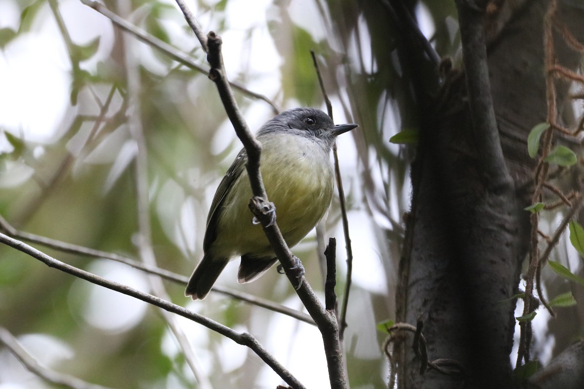 Plain Antvireo - Henrique Ressel