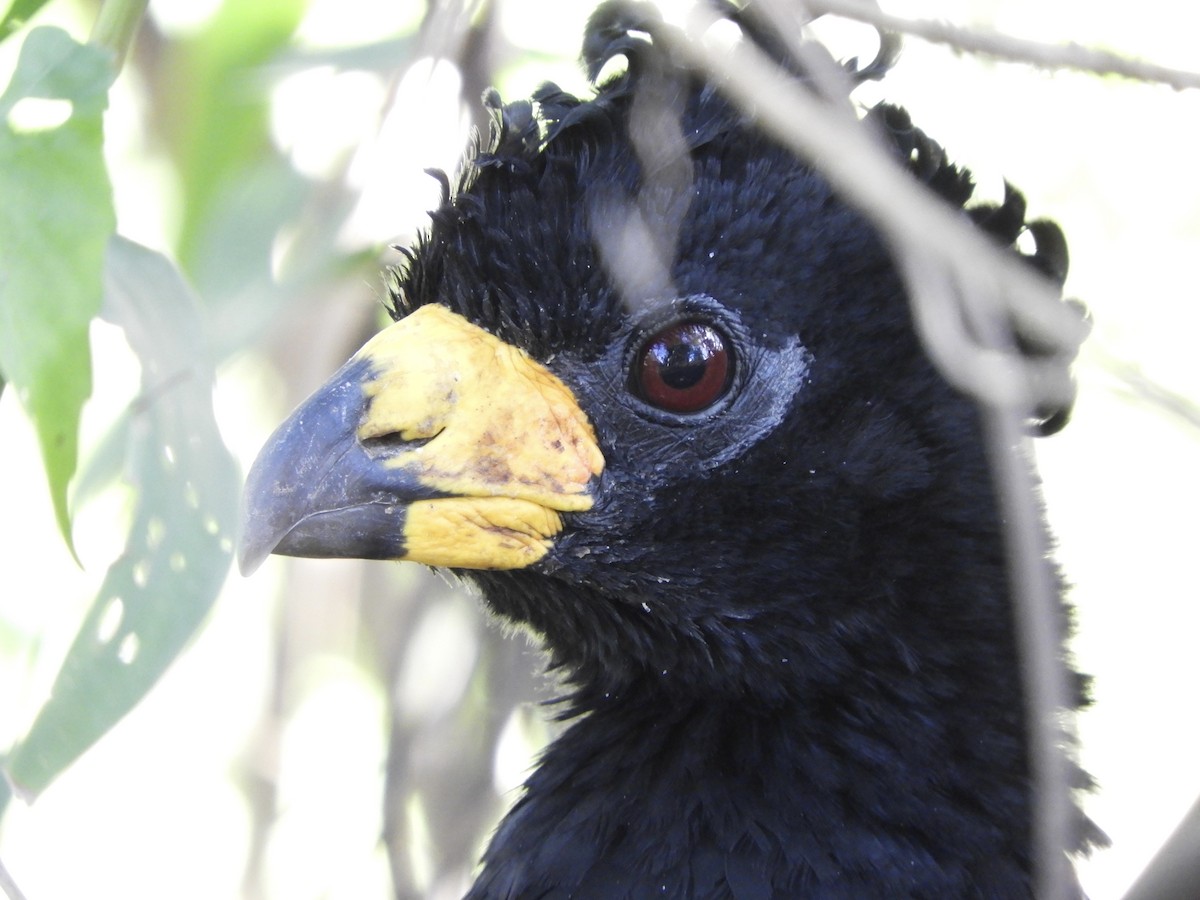Bare-faced Curassow - ML595618541